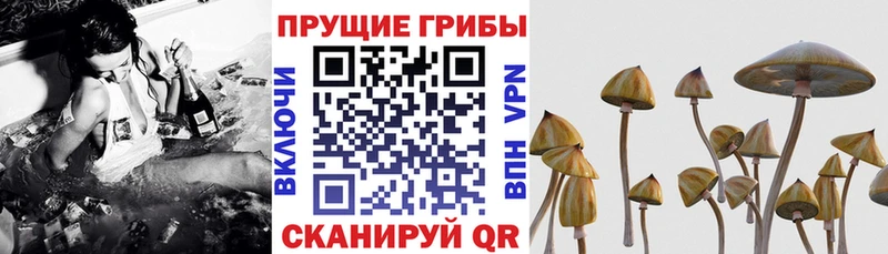 Галлюциногенные грибы Magic Shrooms  ссылка на мегу маркетплейс  Торжок  где купить  